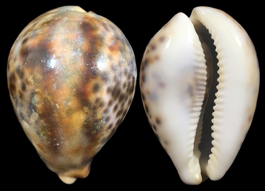 Cypraea tigris - Polluted