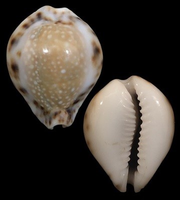 Naria lamarckii &#39;redimita&#39;