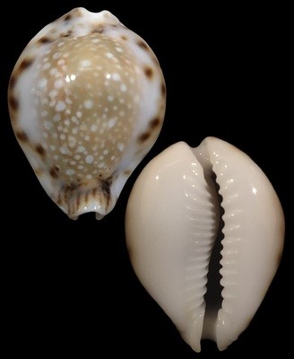 Naria lamarckii &#39;redimita&#39;