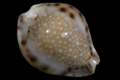 Naria lamarckii &#39;redimita&#39;