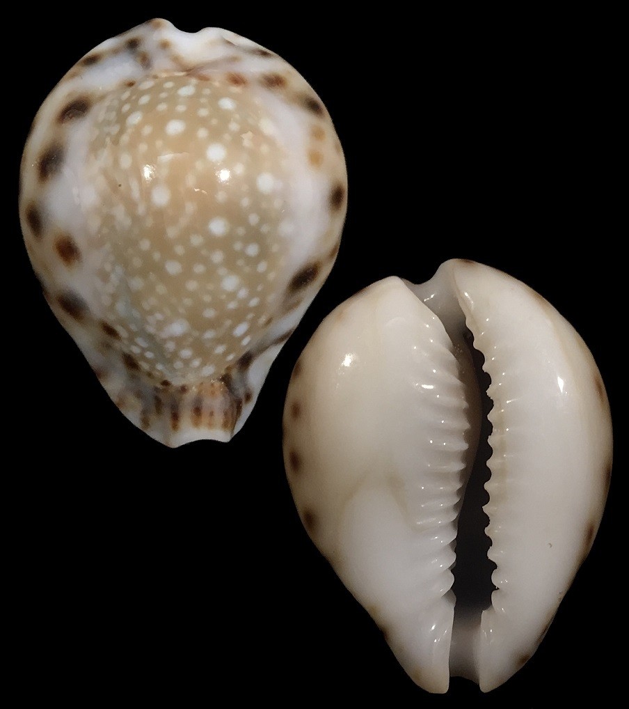 Naria lamarckii &#39;redimita&#39;