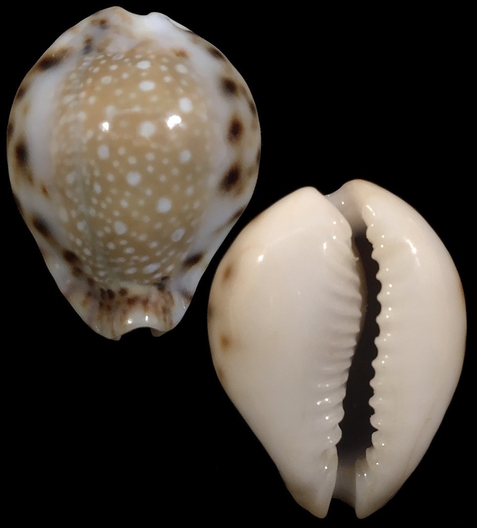 Naria lamarckii &#39;redimita&#39;