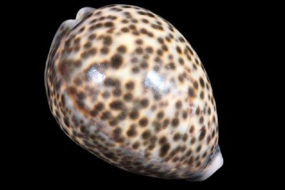 Cypraea tigris