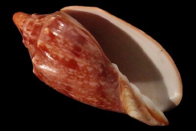 Cymbiola innexa