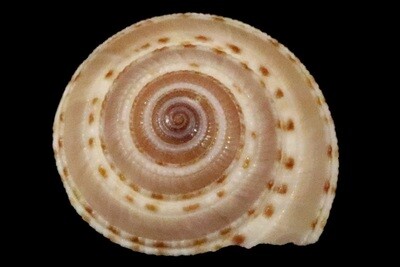 Architectonica perdix