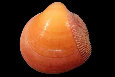 Cardiidae