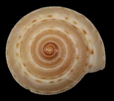 Architectonica perdix