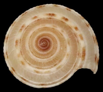 Architectonica perdix