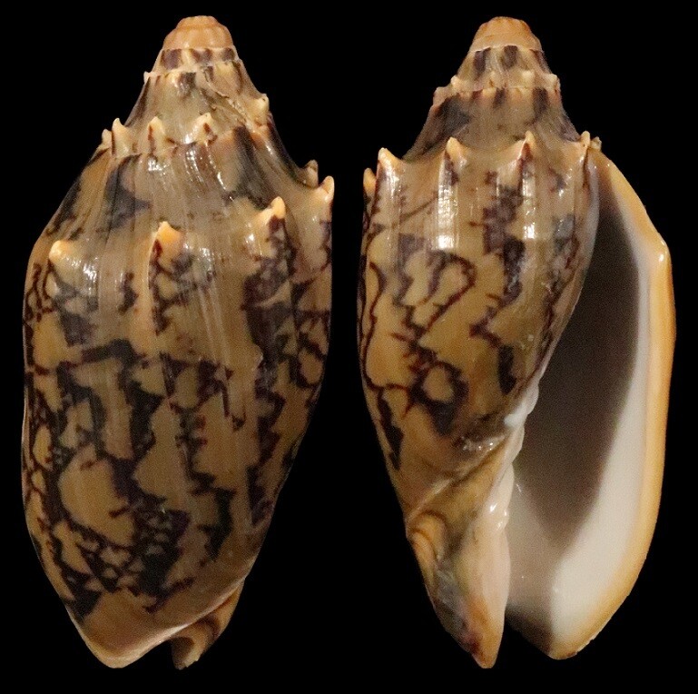 Cymbiola vespertilio - Dark