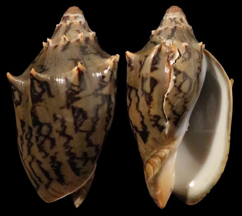 Cymbiola vespertilio - Dark