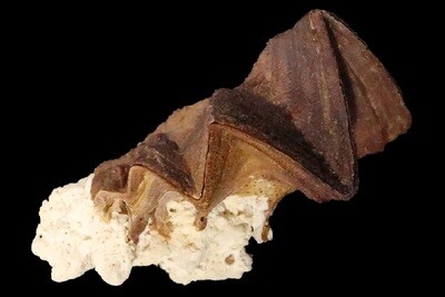 Ostreidae