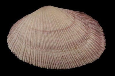 Psammobiidae