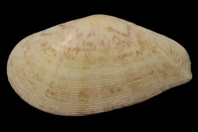 Tellinidae