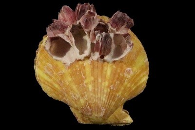 Mimachlamys sanguinea