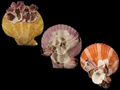 Mimachlamys sanguinea