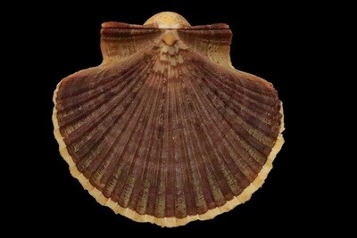 Pectinidae