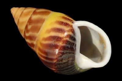 Camaenidae