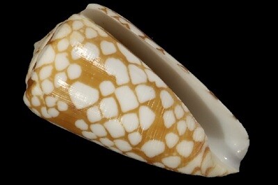 Eugeniconus cordigera