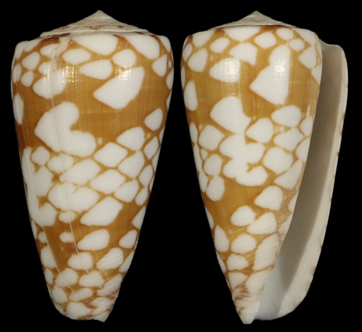 Eugeniconus cordigera