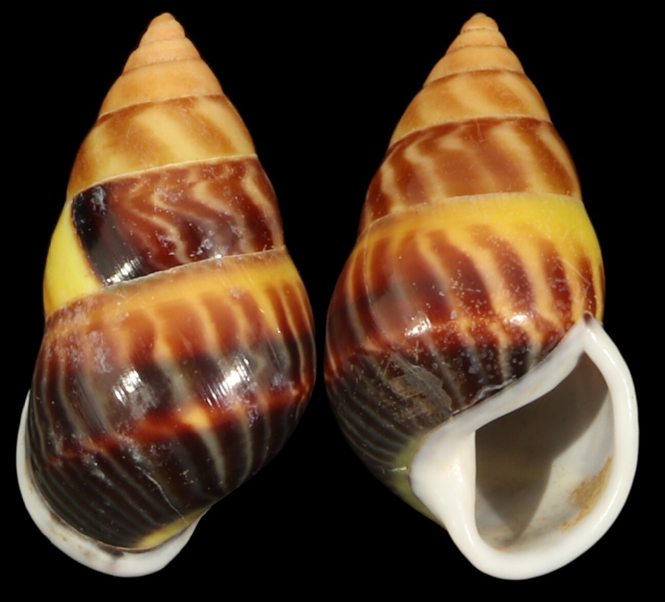 Amphidromus perversus solemi