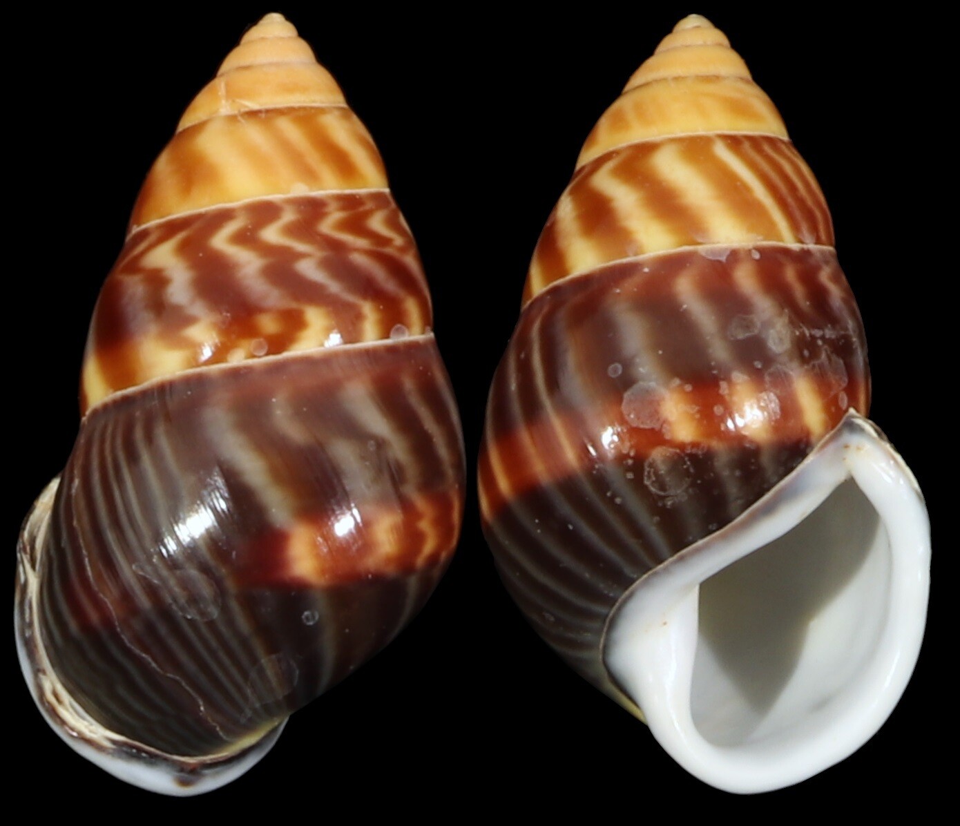 Amphidromus perversus solemi