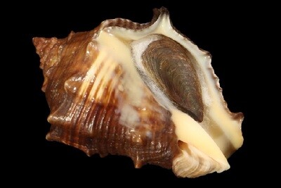 Volema myristica