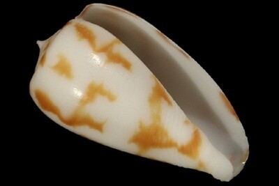 Phasmoconus pica