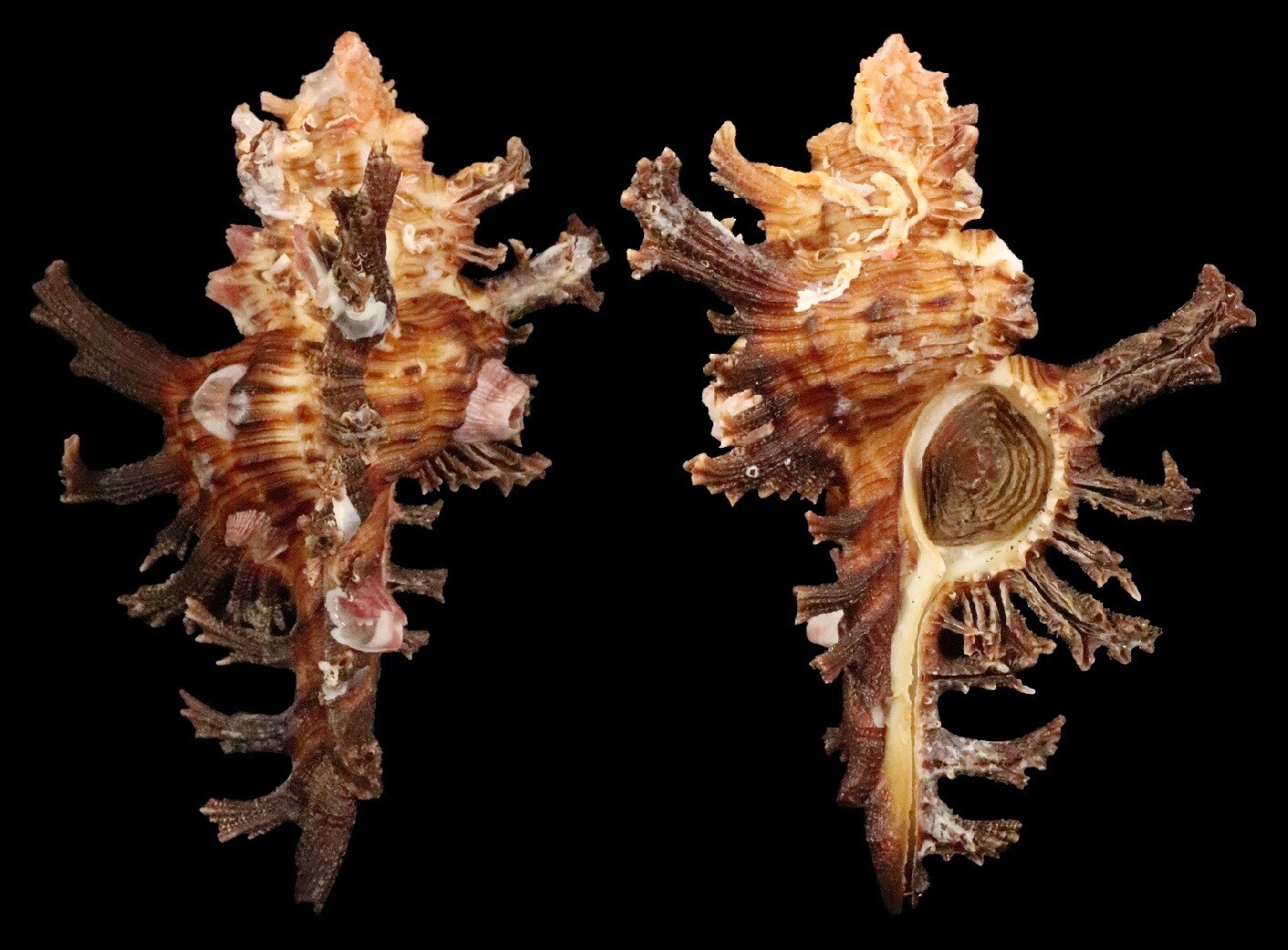 Chicoreus spectrum - 100+ mm
