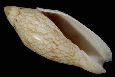 Amoria newmanae