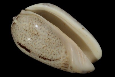 Oliva incrassata