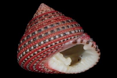 Trochidae