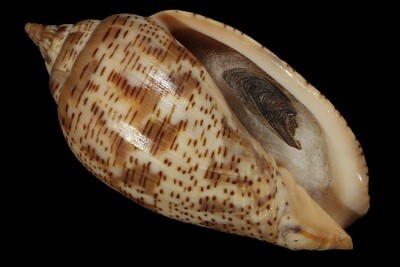 Harpulina lapponica