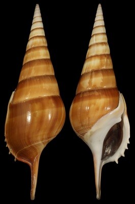 Tibia curta