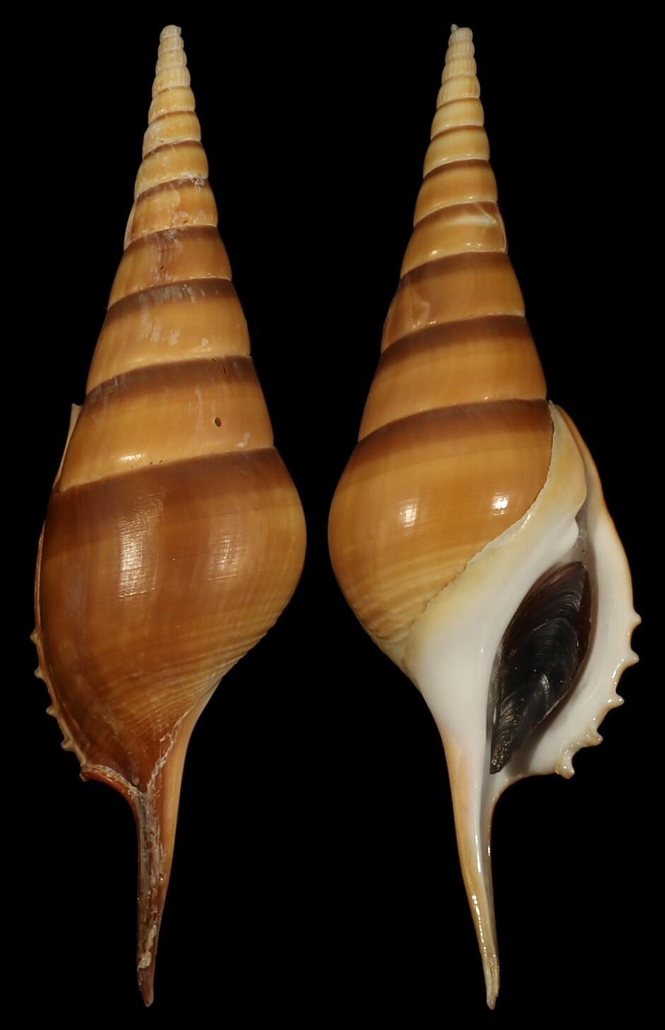 Tibia curta