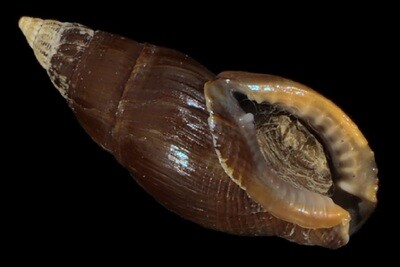 Nassarius fuscus
