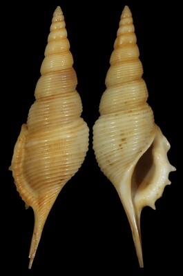 Rimellopsis powisii