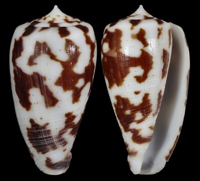 Phasmoconus pica