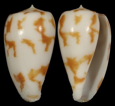 Phasmoconus pica