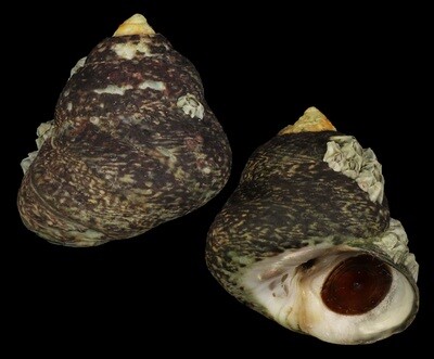 Phorcus lineatus - Big