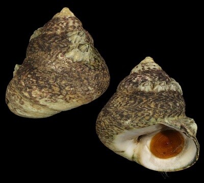 Phorcus lineatus - Big