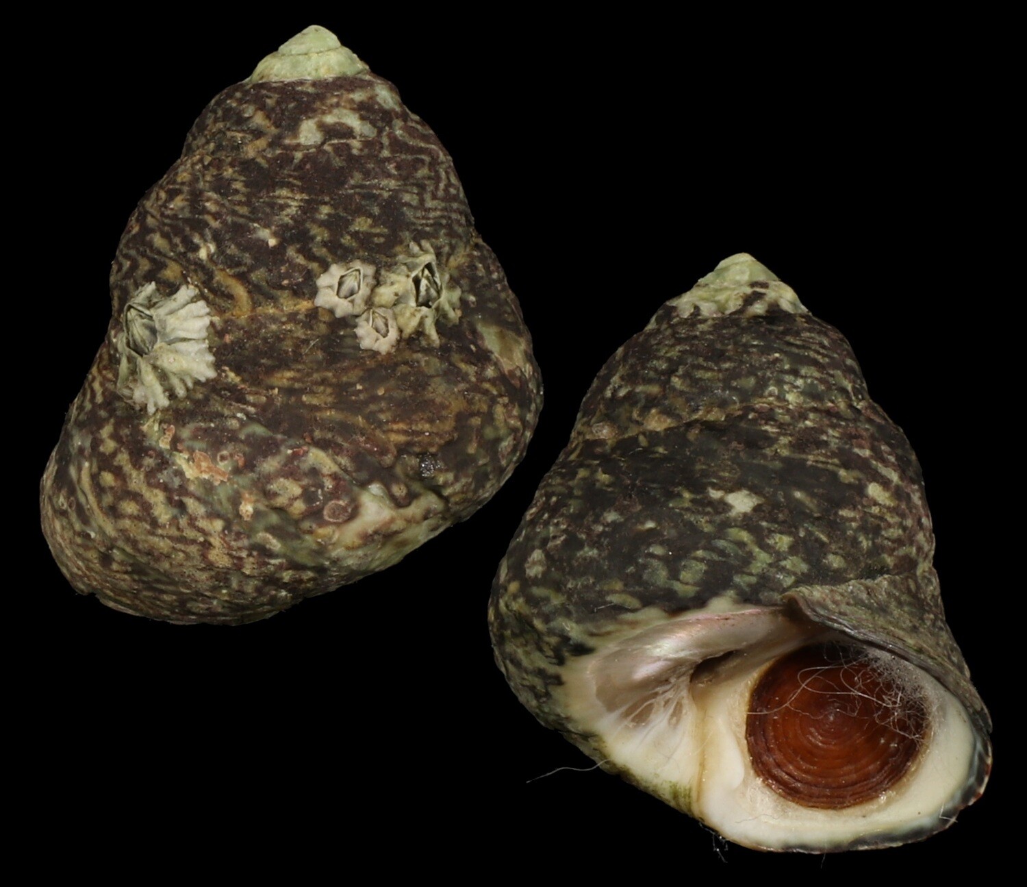 Phorcus lineatus - Giant