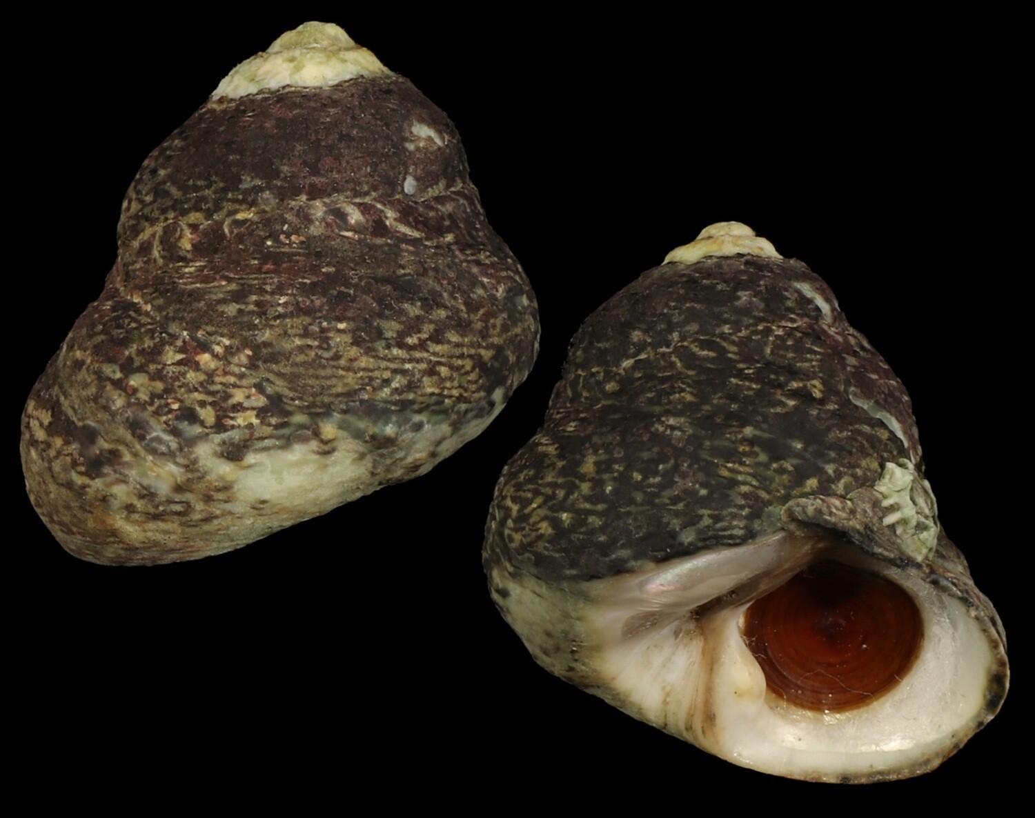 Phorcus lineatus - Giant