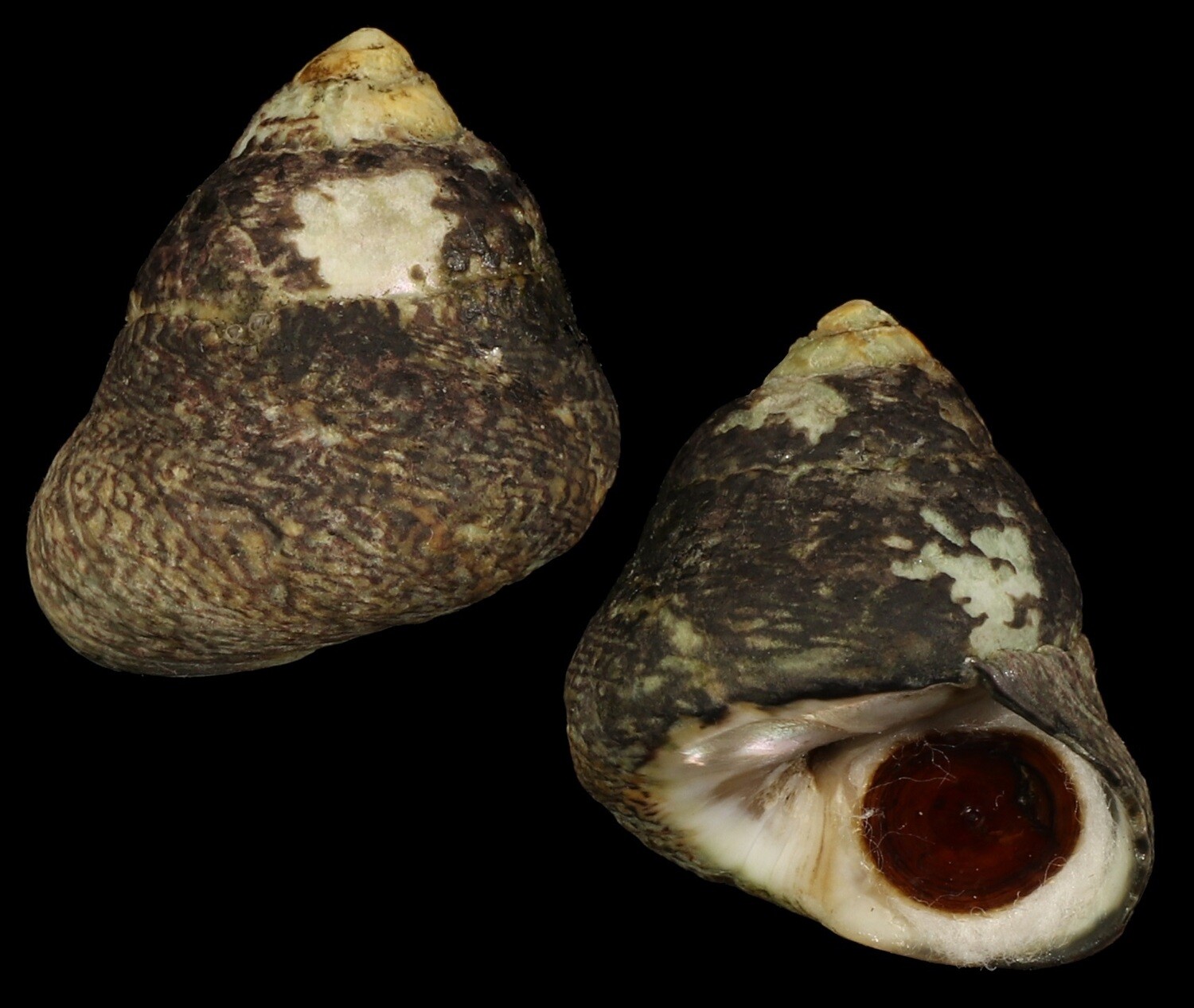 Phorcus lineatus - Giant