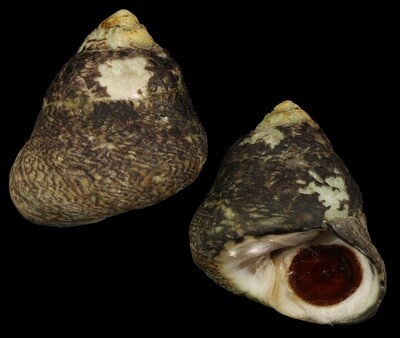 Phorcus lineatus - Giant