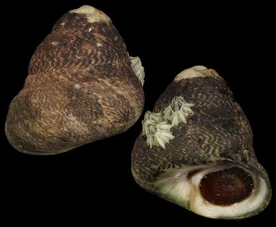 Phorcus lineatus - Big