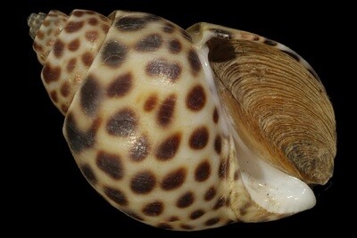 Babylonia borneensis