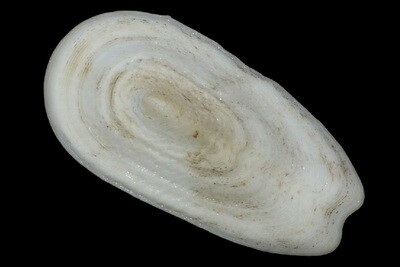 Fissurellidae