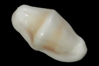 Ovulidae