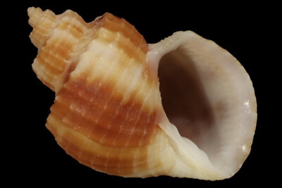 Cancellariidae