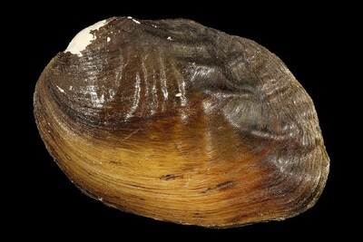 Lamprotula nanningensis